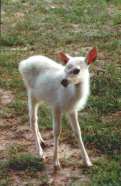 Baby white Fallow Deer