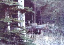 3 Muleys behind a log in Colorado