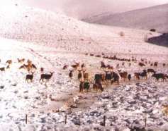 Winter Muleys in Colorado
