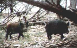 Wildboar on parade
