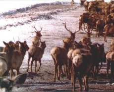 Winter Elk in Colorado