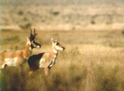 Pronghorn Antelope in Texas