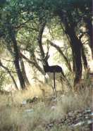 Black Buck Antelope/Texas