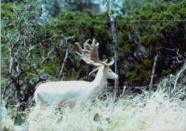 Fallow Deer White
