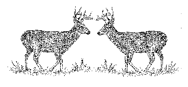 Duel Bucks